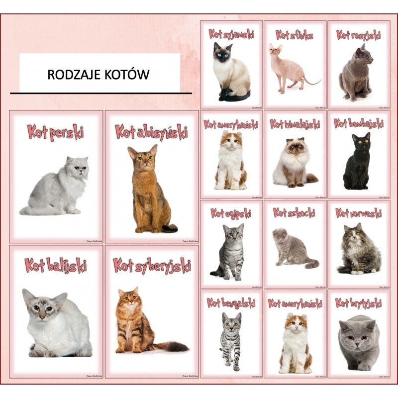 Dzień Kota Karty Pracy- Owca Balbinka