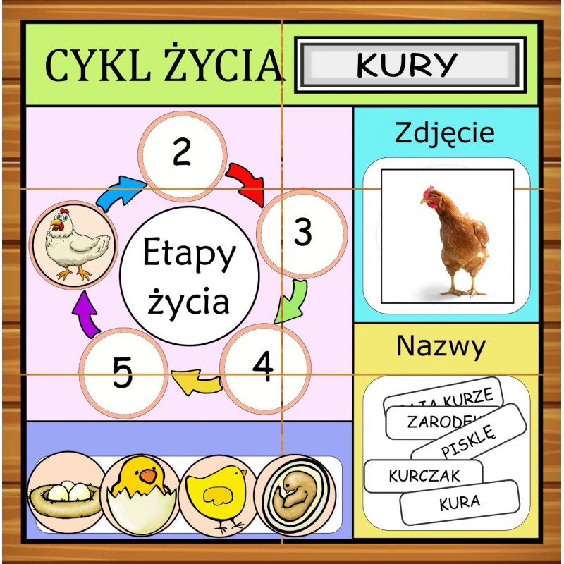 Etapy Życia Karty Pracy- Owca Balbinka