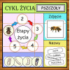 Etapy Życia Karty Pracy- Owca Balbinka