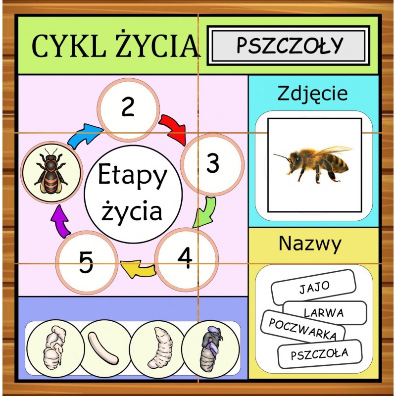 Etapy Życia Karty Pracy- Owca Balbinka