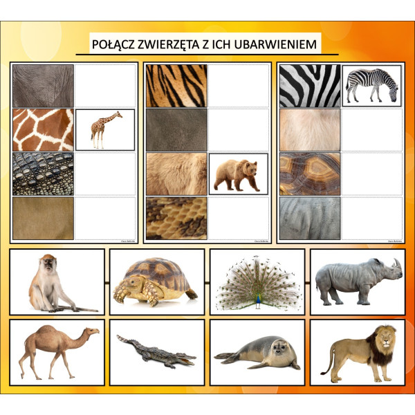 Zwierzęta w ZOO Karty Pracy- Owca Balbinka