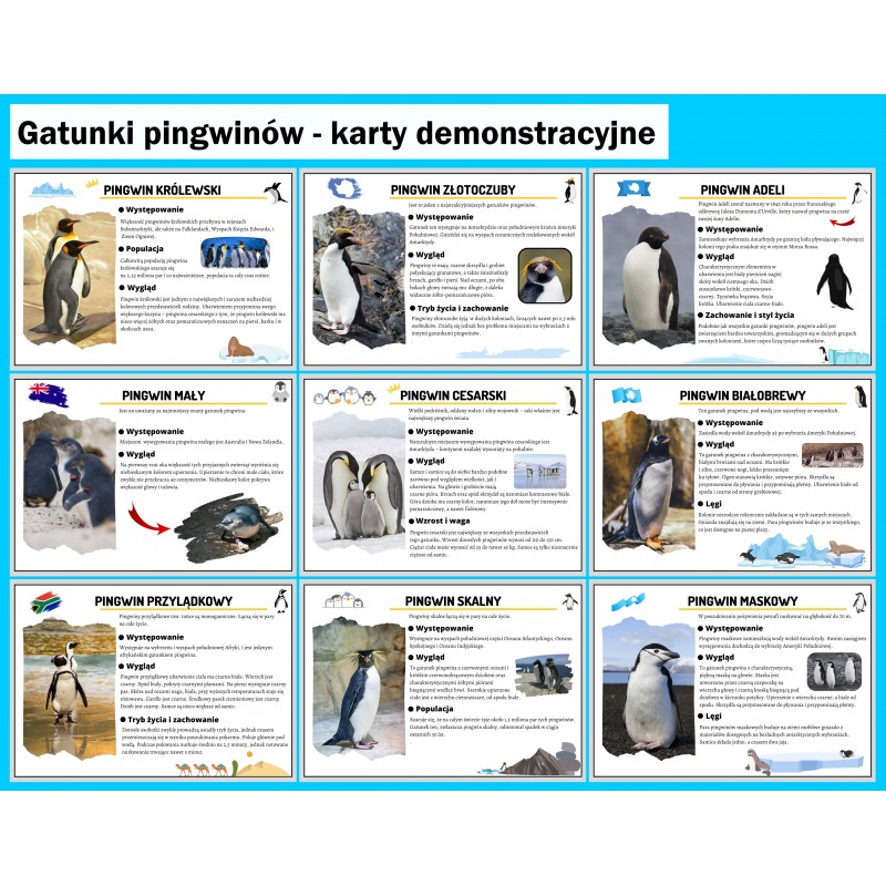 Dzień Pingwina Karty Pracy- Owca Balbinka
