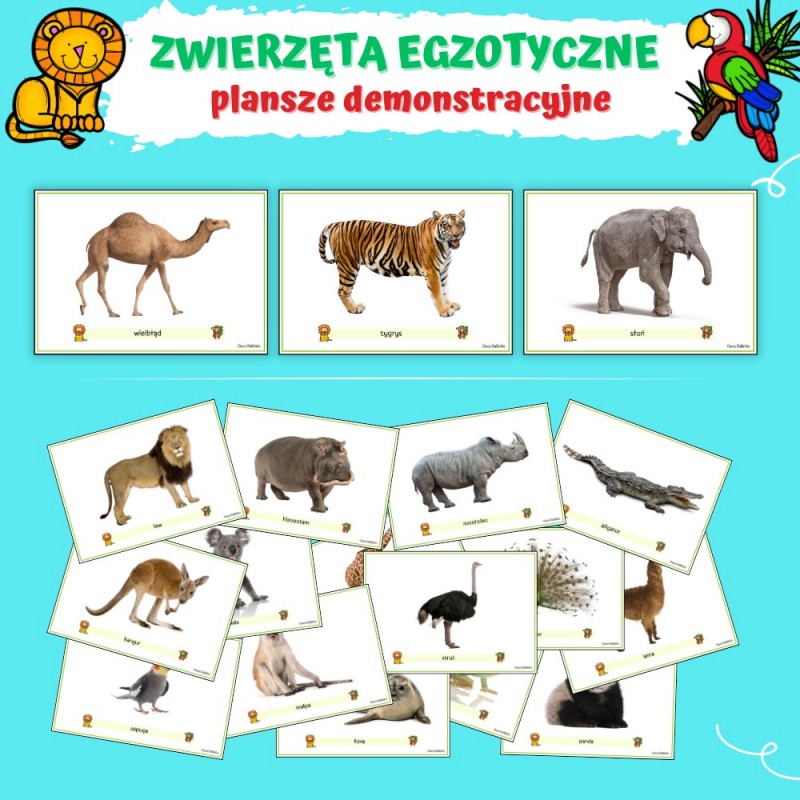 Zwierzęta Egzotyczne Karty Pracy- Owca Balbinka